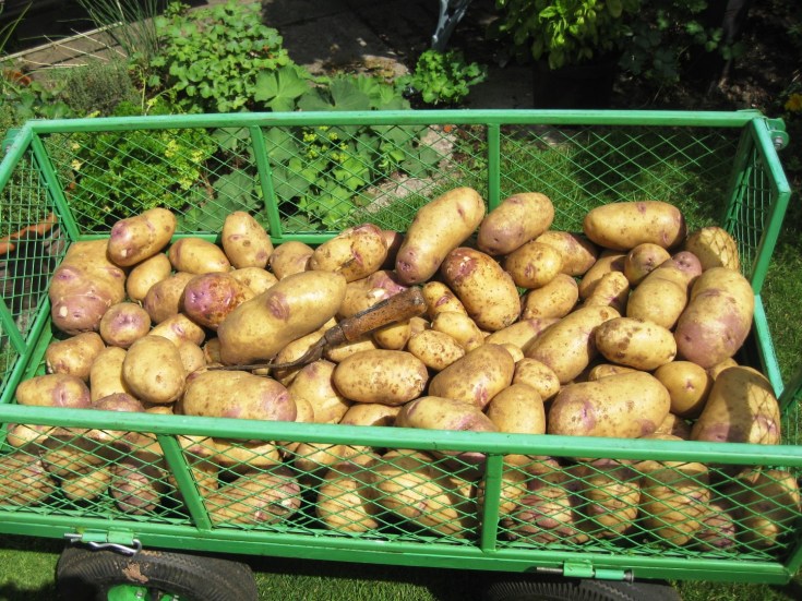 Balmore Allotments Caversham (1)