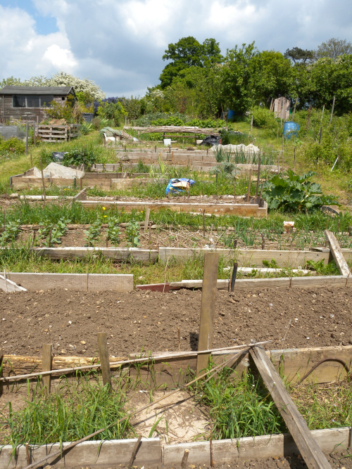 Balmore Allotments Caversham (1)